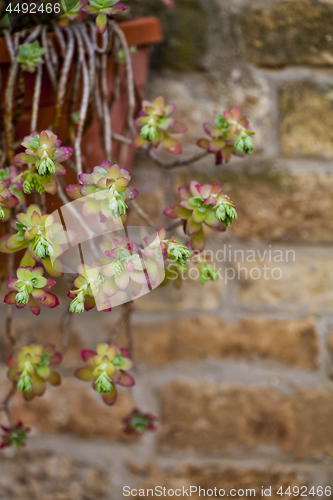 Image of Hanging succulents closeup