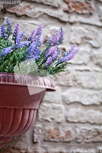 Image of Flower pot with lavender plant on antique brick wall