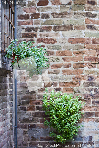 Image of Flower pots with plants on antique brick wall.