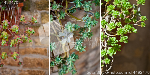 Image of Hanging succulents collection