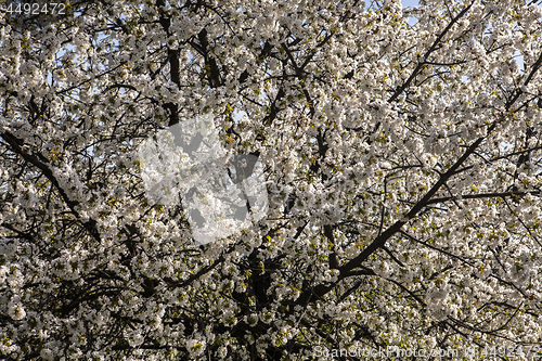 Image of cherry during the spring time