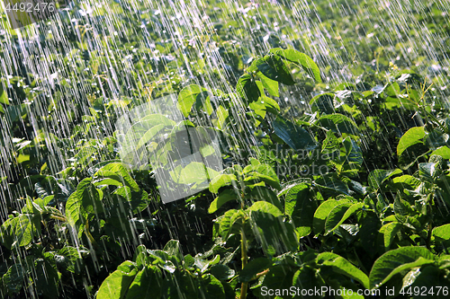 Image of rain waters on farm field