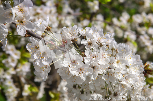 Image of White florets of cherry