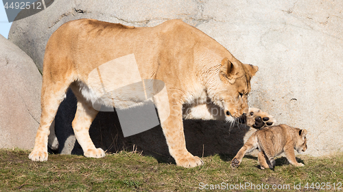 Image of Lioness and cubs, exploring their surroundings