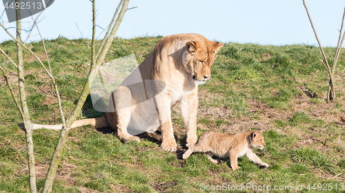 Image of Lioness and cubs, exploring their surroundings