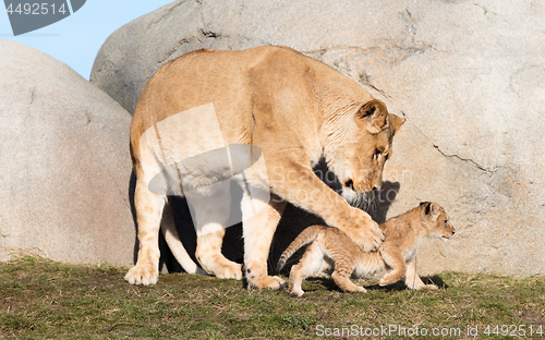 Image of Lioness and cubs, exploring their surroundings