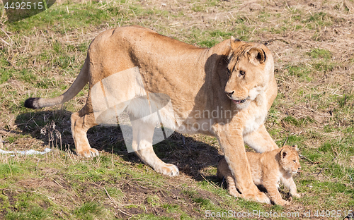 Image of Lioness and cubs, exploring their surroundings