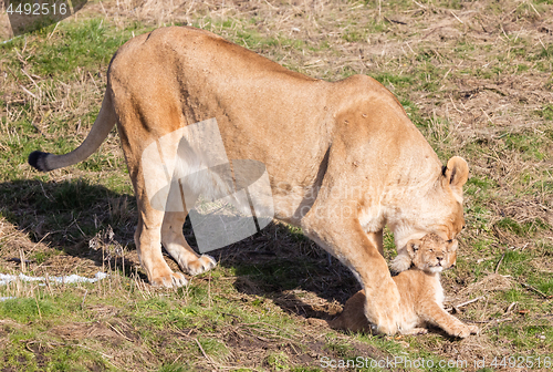 Image of Lioness and cubs, exploring their surroundings