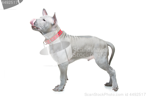 Image of Thai ridgeback puppy