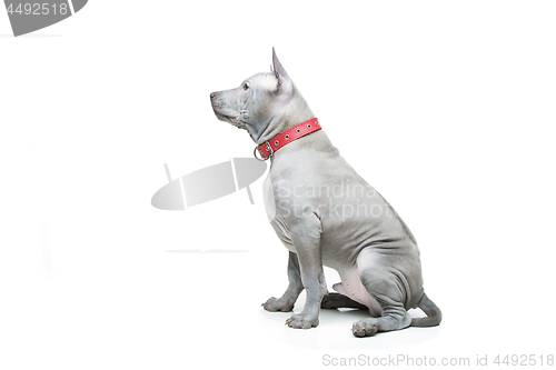 Image of Thai ridgeback puppy