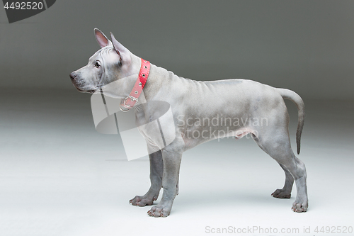 Image of Thai ridgeback puppy