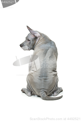 Image of Thai ridgeback puppy