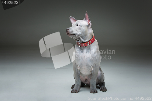 Image of Thai ridgeback puppy