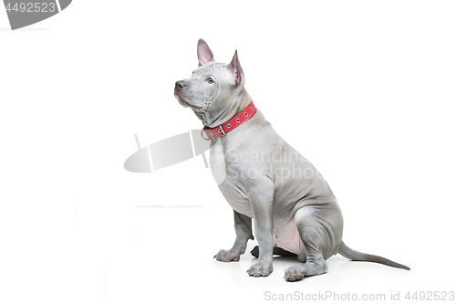 Image of Thai ridgeback puppy