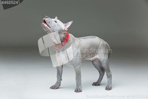 Image of Thai ridgeback puppy