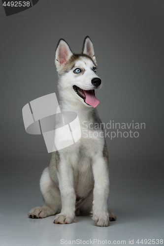 Image of Cute husky puppy dog