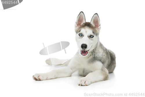 Image of Cute husky puppy dog