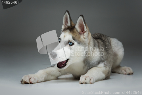 Image of Cute husky puppy dog