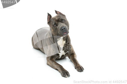 Image of Beautiful amstaff dog