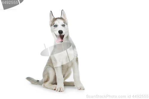 Image of Cute husky puppy dog