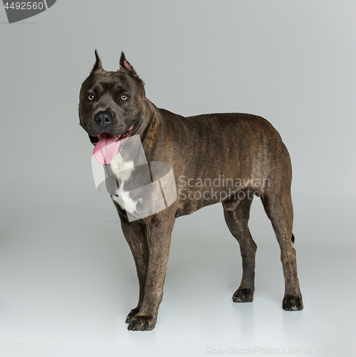 Image of Beautiful amstaff dog