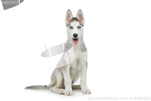 Image of Cute husky puppy dog