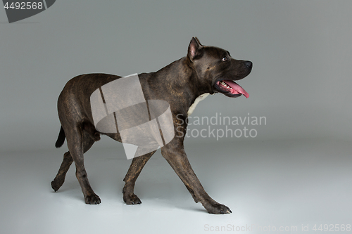 Image of Beautiful amstaff dog