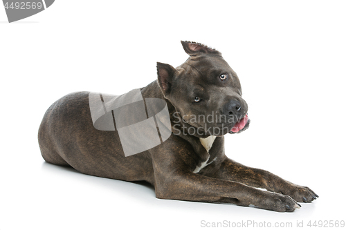 Image of Beautiful amstaff dog