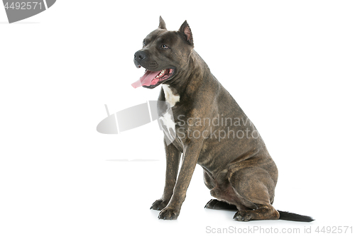 Image of Beautiful amstaff dog