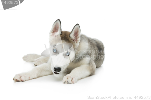 Image of Cute husky puppy dog