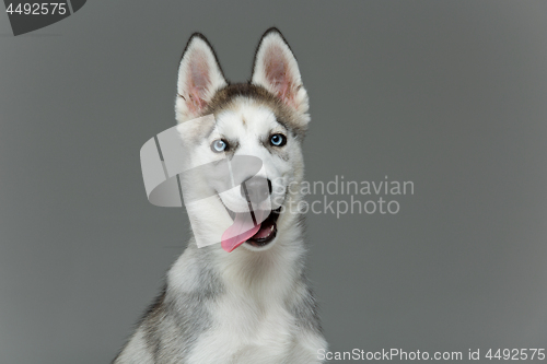 Image of Cute husky puppy dog