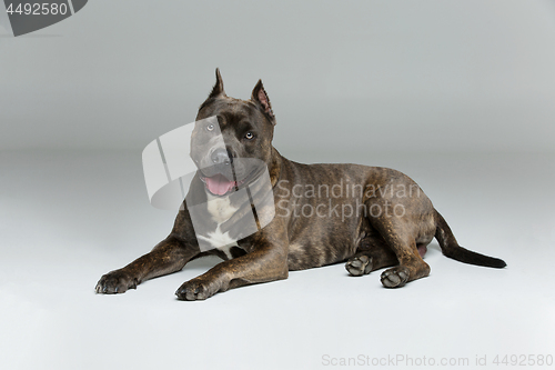 Image of Beautiful amstaff dog