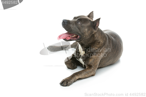 Image of Beautiful amstaff dog