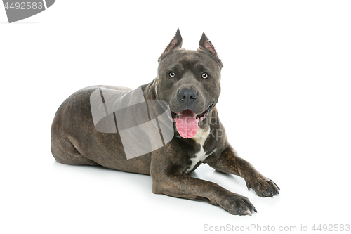 Image of Beautiful amstaff dog