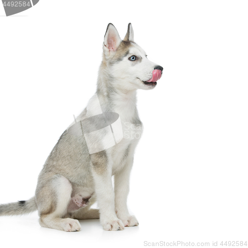 Image of Cute husky puppy dog