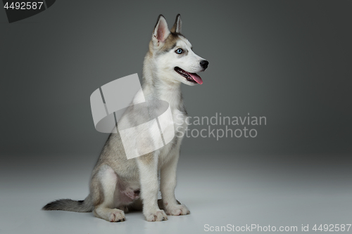 Image of Cute husky puppy dog