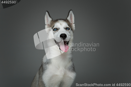 Image of Cute husky puppy dog