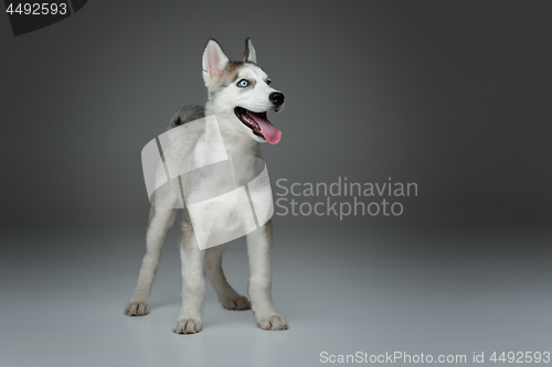 Image of Cute husky puppy dog