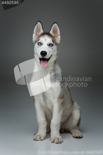 Image of Cute husky puppy dog