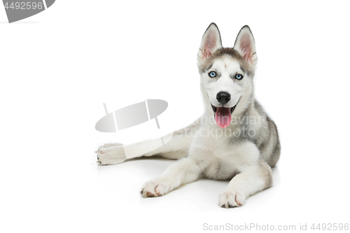 Image of Cute husky puppy dog