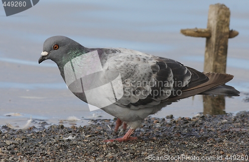 Image of Pigeon 