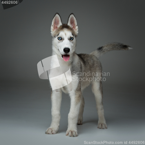 Image of Cute husky puppy dog