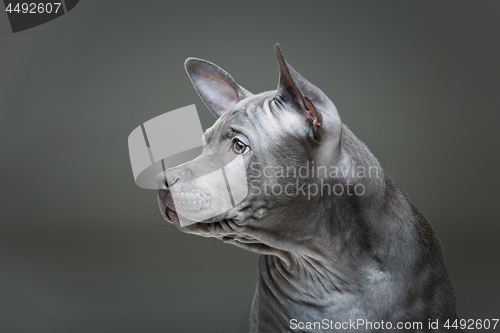 Image of Thai ridgeback puppy