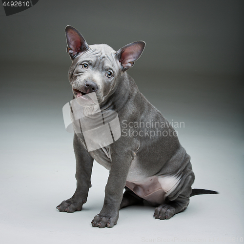 Image of Thai ridgeback puppy