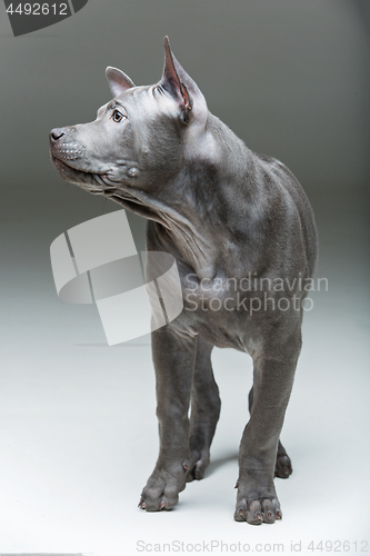 Image of Thai ridgeback puppy