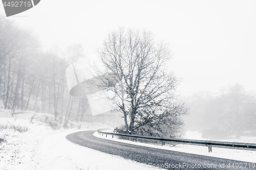 Image of Lonely tree in a highway curve in the winter