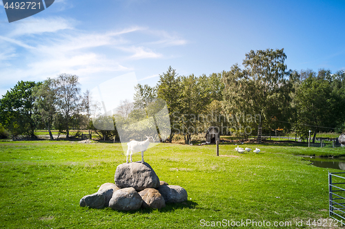 Image of Goat standing on a rock at a barnyard