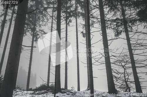 Image of Forest in the mist with tall barenaked trees