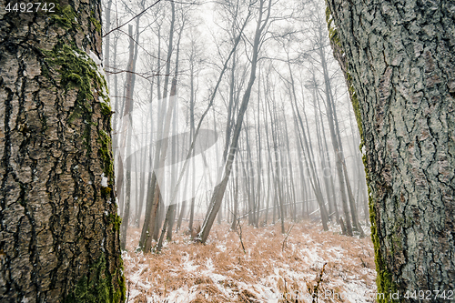 Image of Misty forest behind two large trees with mossy rind