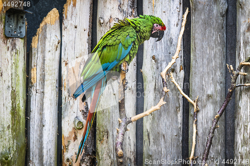 Image of Parrot in green color looking sad